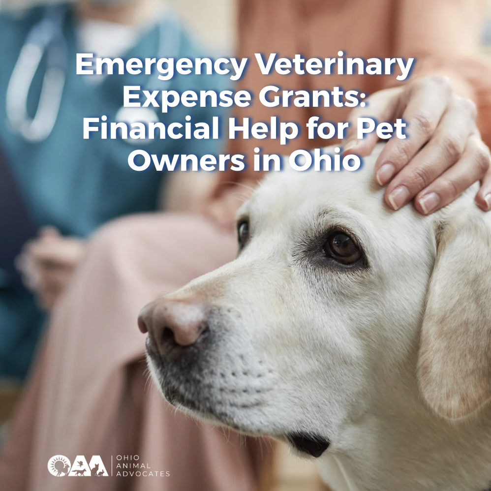 Emergency Veterinary Expense Grants: Financial Help for Pet Owners in Ohio