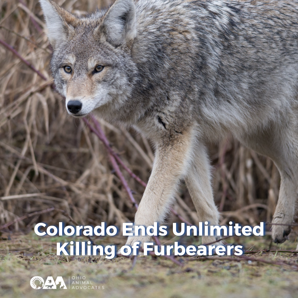 Colorado Ends Unlimited Killing of Furbearers