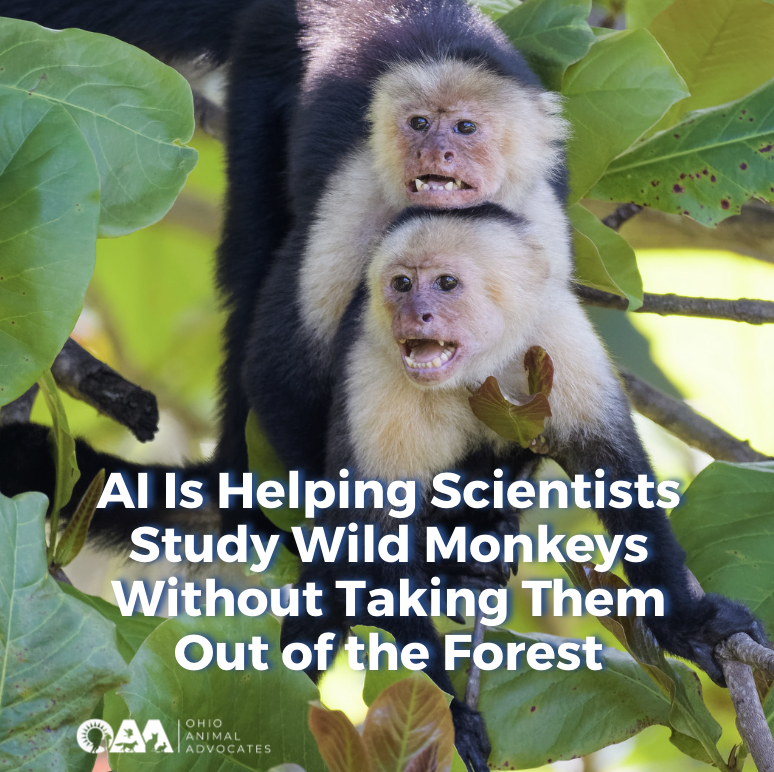 AI Is Helping Scientists Study Wild Monkeys Without Taking Them Out of the Forest
