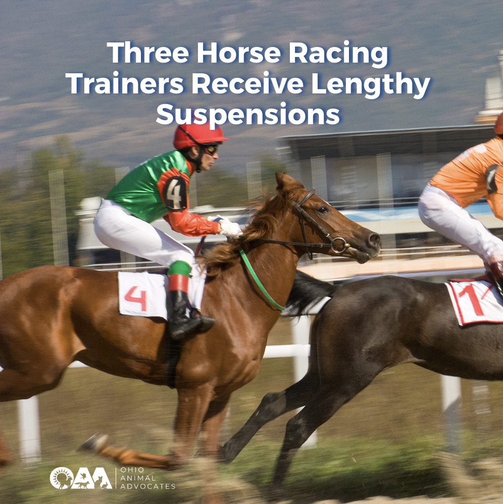 Three Horse Racing Trainers Receive Lengthy Suspensions