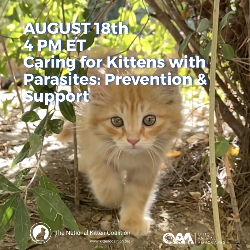 Caring for Kittens with Parasites: Prevention and Support