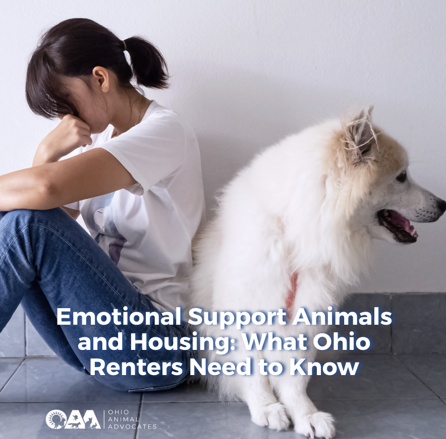 Emotional Support Animals and Housing: What Ohio Renters Need to Know