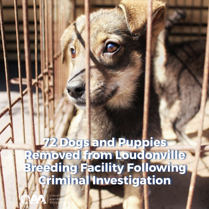 72 Dogs and Puppies Removed from Loudonville Breeding Facility Following Criminal Investigation