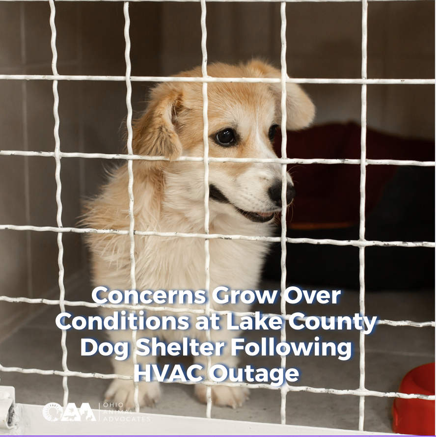 Concerns Grow Over Conditions at Lake County Dog Shelter Following HVAC Outage