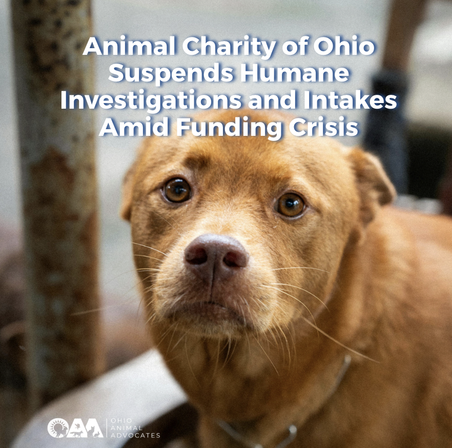 Animal Charity of Ohio Suspends Humane Investigations and Intakes Amid Funding Crisis