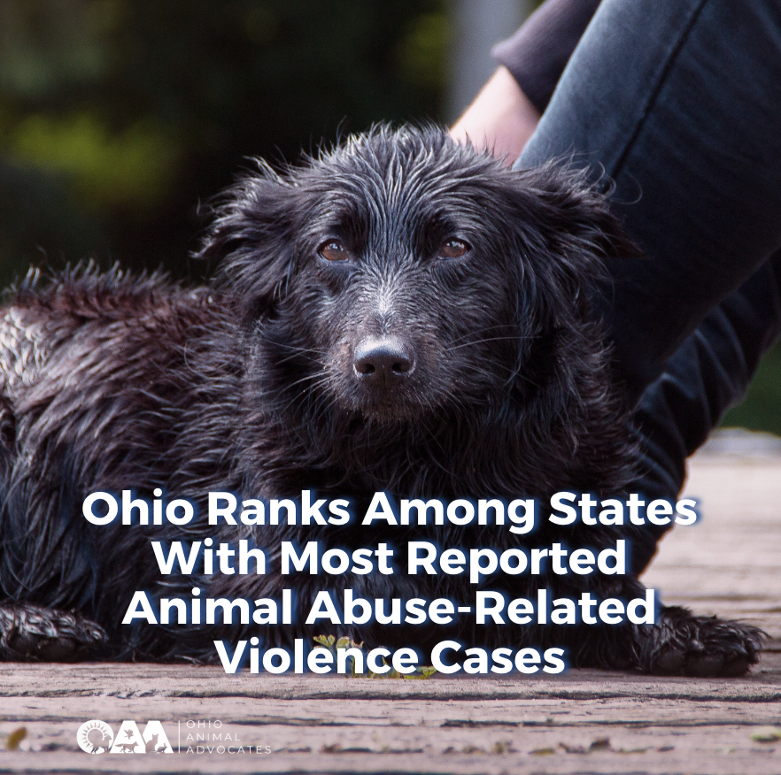 Ohio Ranks Among States With Most Reported Animal Abuse-Related Violence Cases