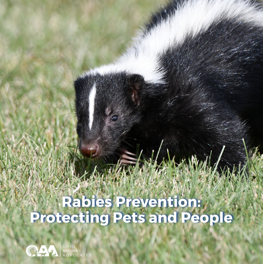 Rabies Prevention: Protecting Pets and People