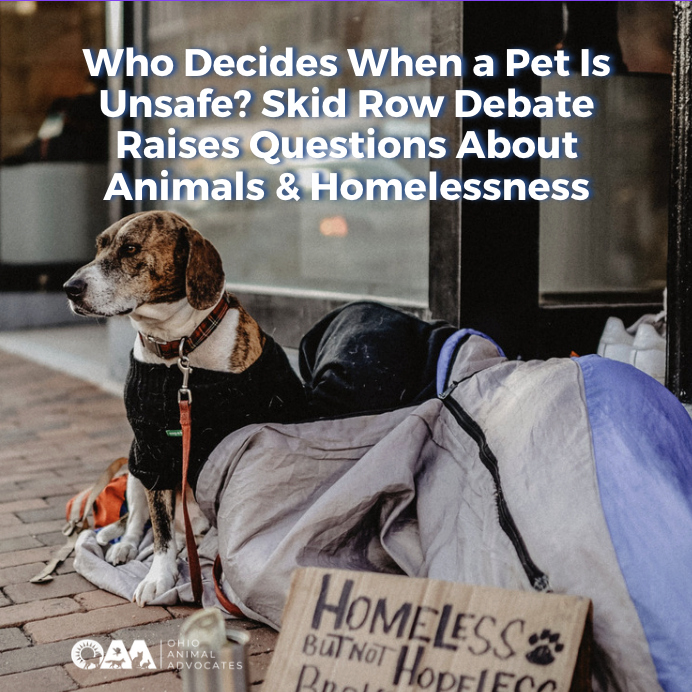 Who Decides When a Pet Is Unsafe? Skid Row Debate Raises Questions About Animals &amp; Homelessness