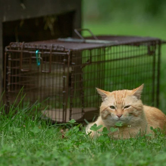 community_cats2.jpg