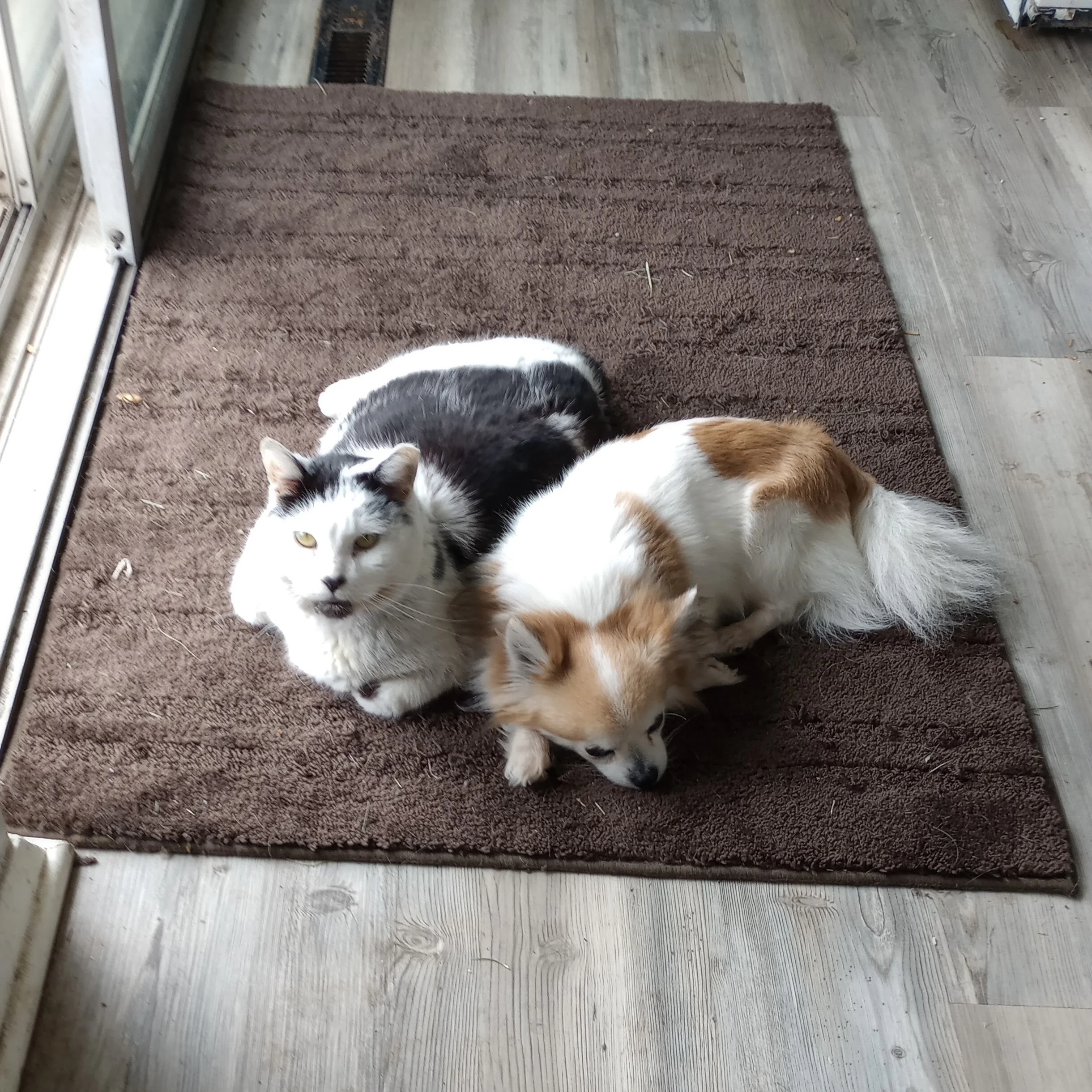 "Bodee N Bella, Best Friends to the end." – Leslie Montgomery