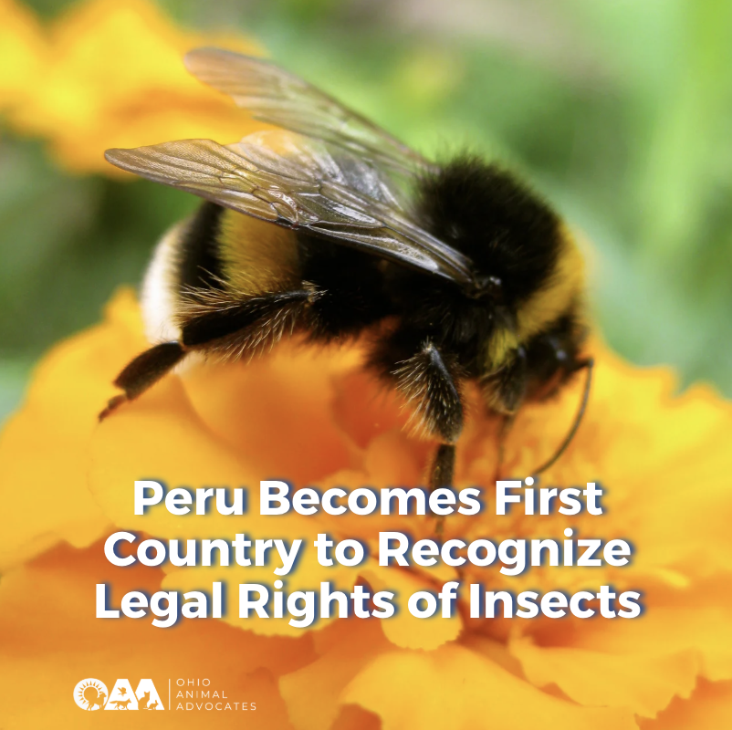 Peru Becomes First Country to Recognize Legal Rights of Insects