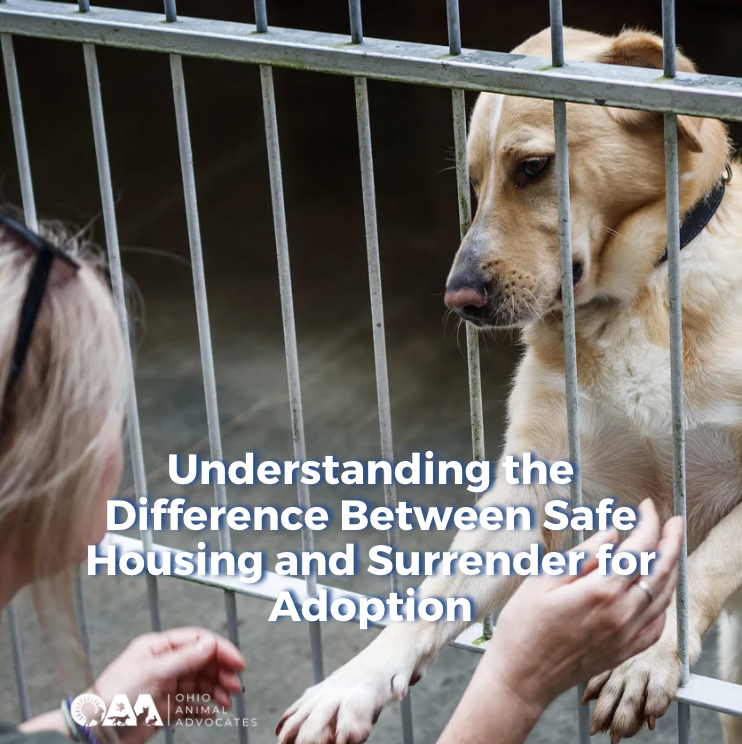 Understanding the Difference Between Safe Housing and Surrender for Adoption