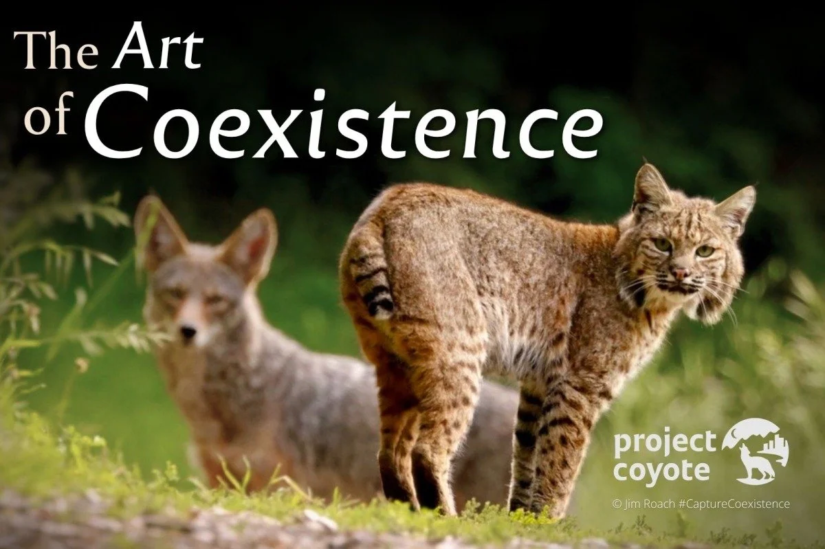 The Art of Coexistence