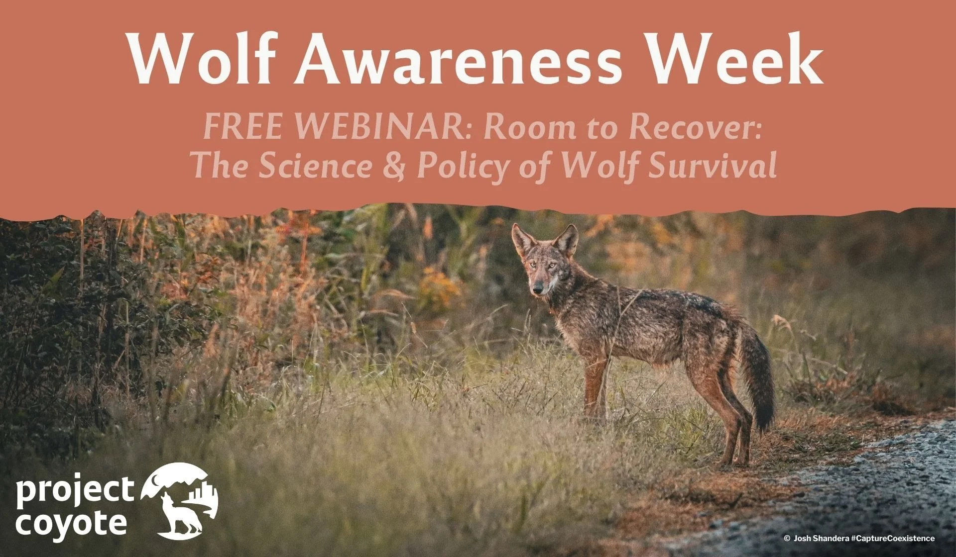 Room to Recover: The Science & Policy of Wolf Survival with Project ...