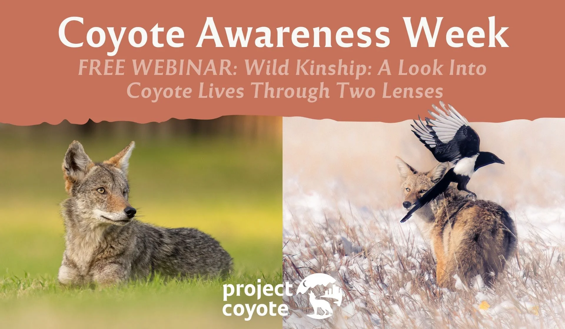 Wild Kinship: A Look Into Coyote Lives Through Two Lenses