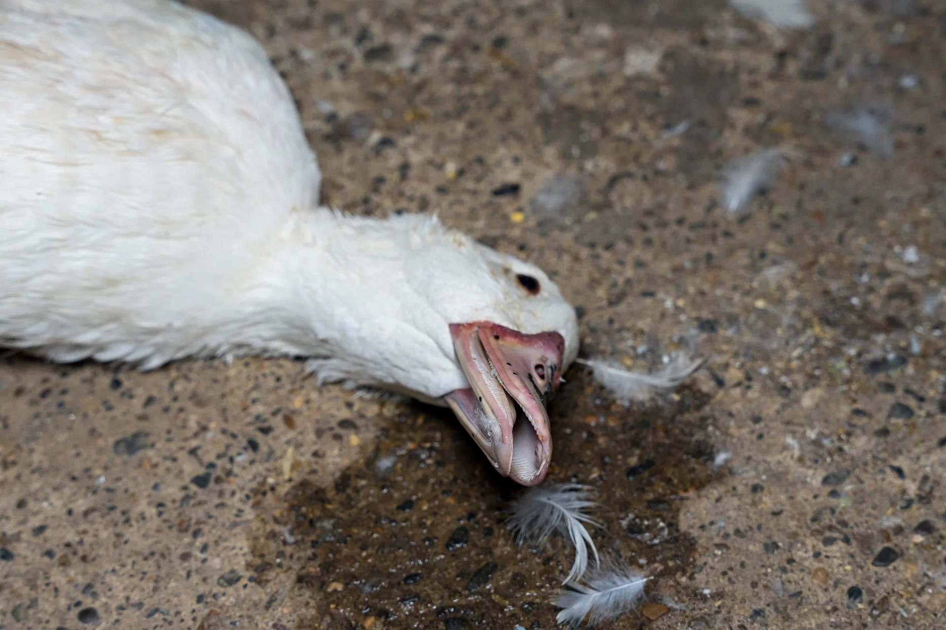 Duck2.jpg