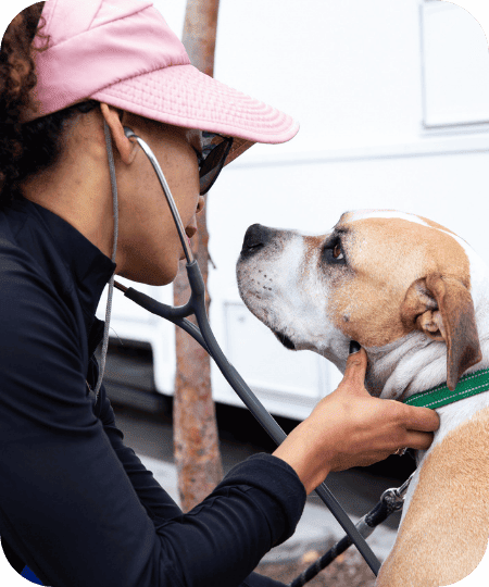 One Health, Two Patients: The Human–Animal Bond in Homeless Health Services
