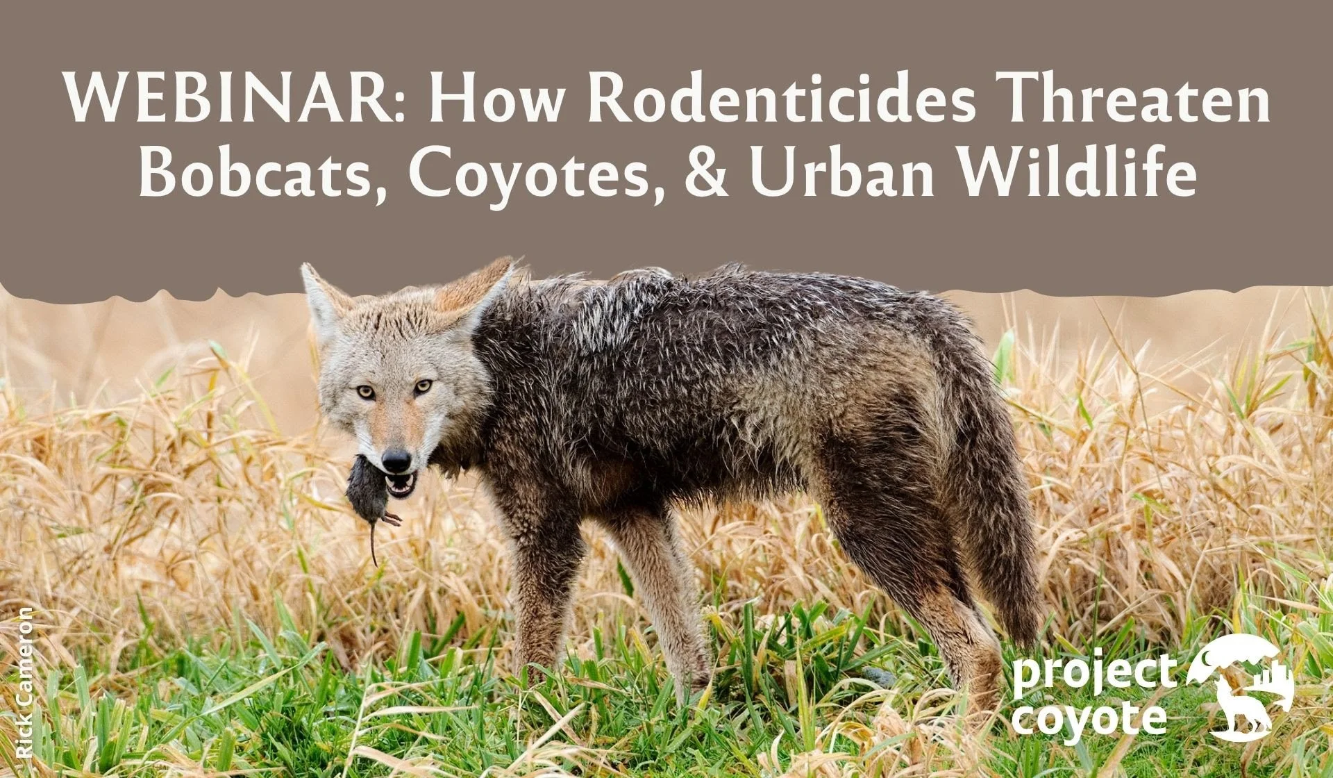 How Rodenticides Threaten Bobcats, Coyotes, & Urban Wildlife