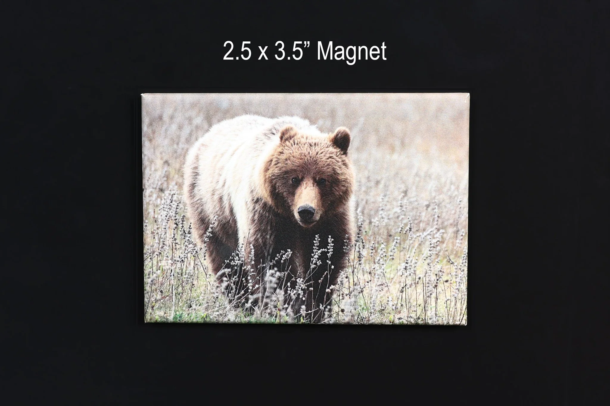 Grizzly Bear Wildlife Magnet Souvenir