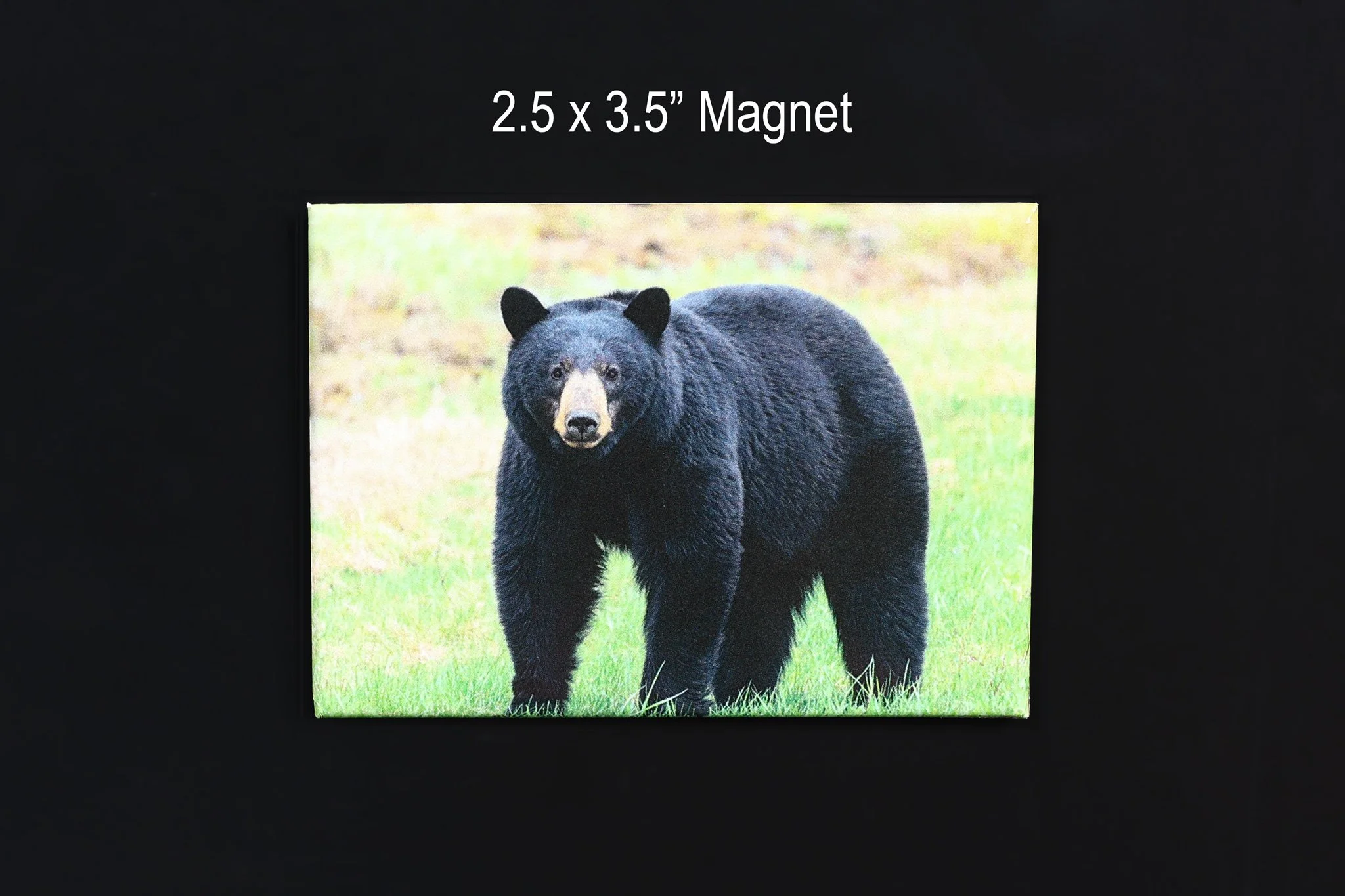 Black Bear Wildlife Magnet Souvenir