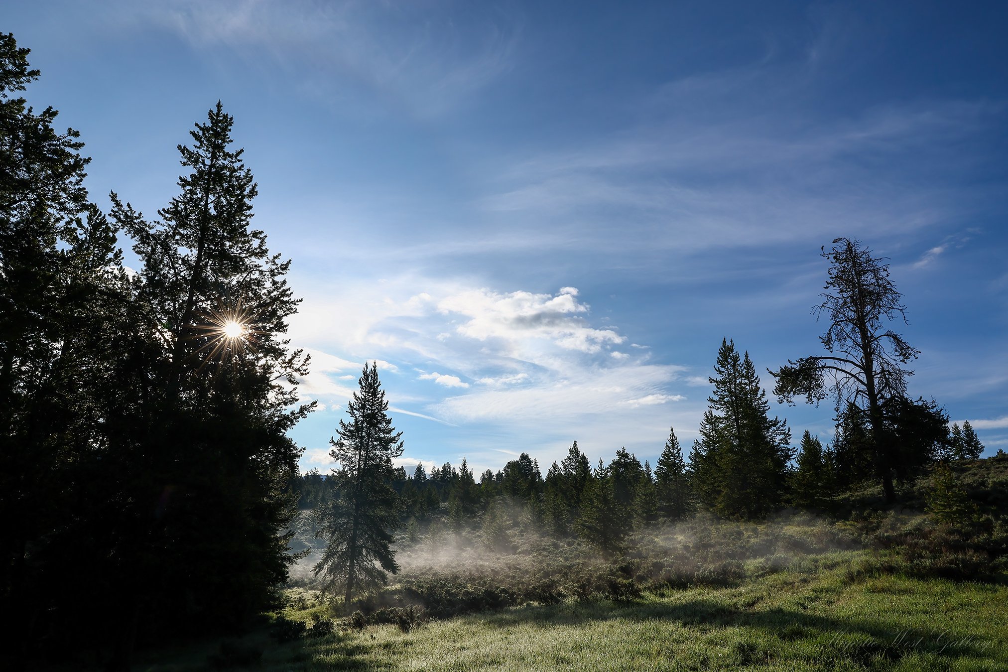 Morning Meadow