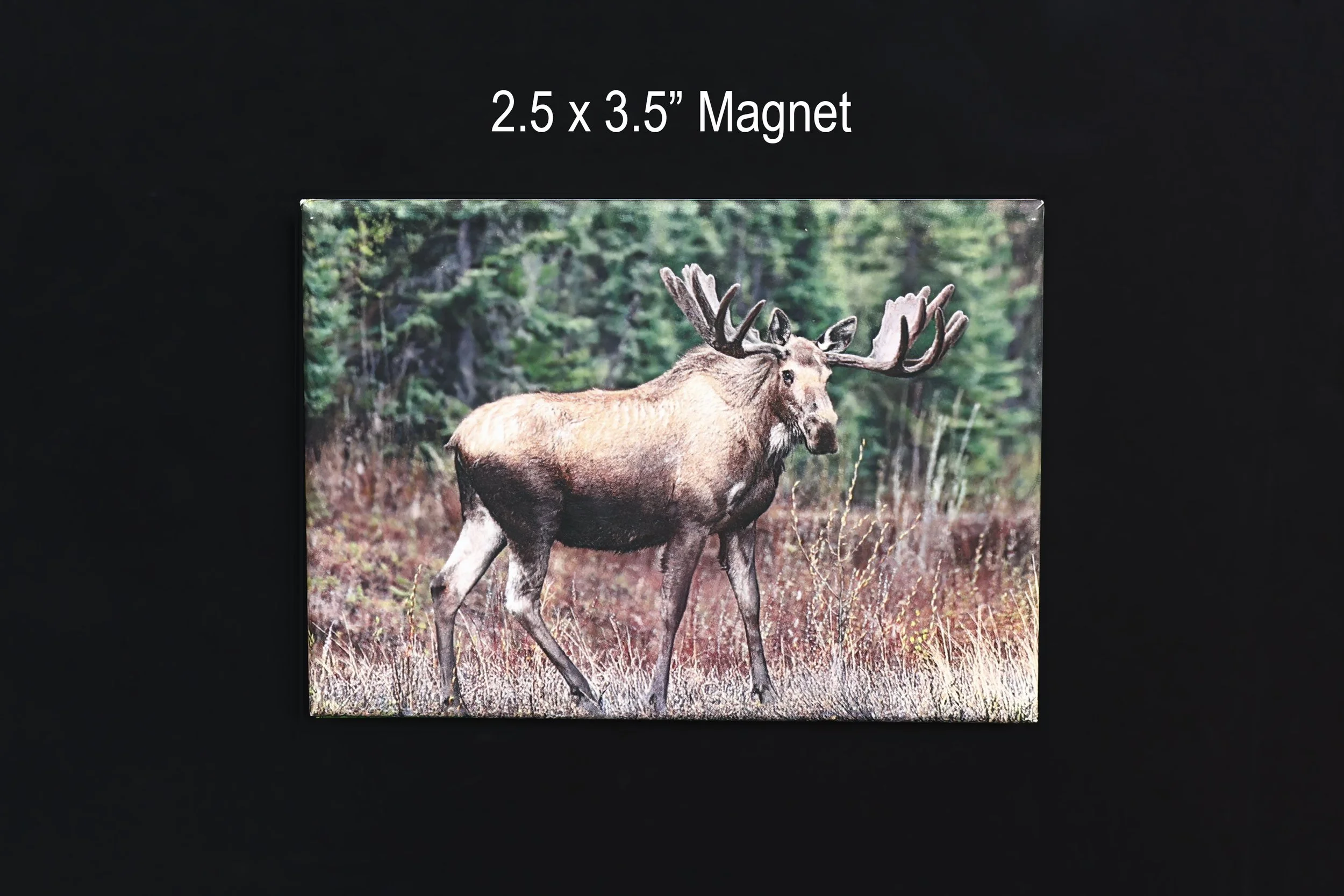 Moose Wildlife Magnet Souvenir