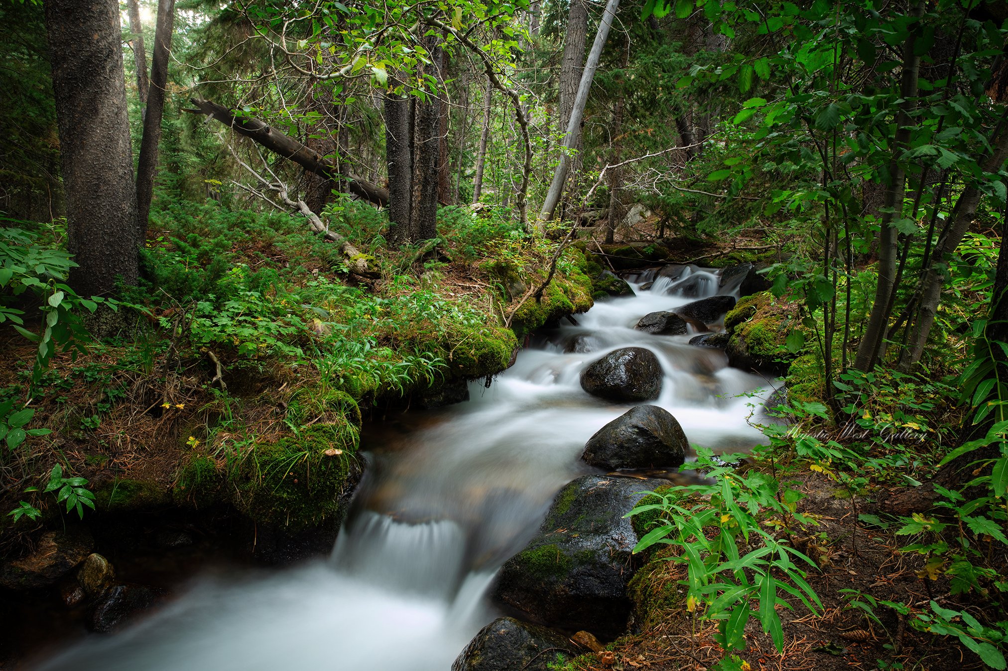 Gallery print of glowing stream winding through lush green forest for sale