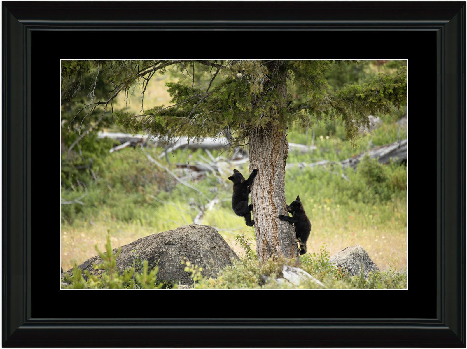 Bear_cubs_framed_matted.jpg