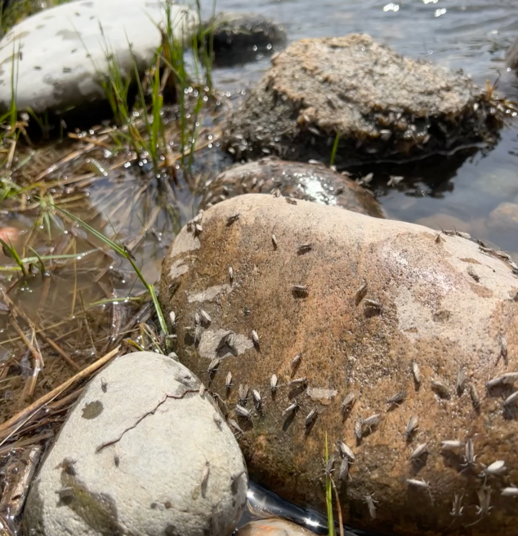rock covered in adult caddis on the madison river