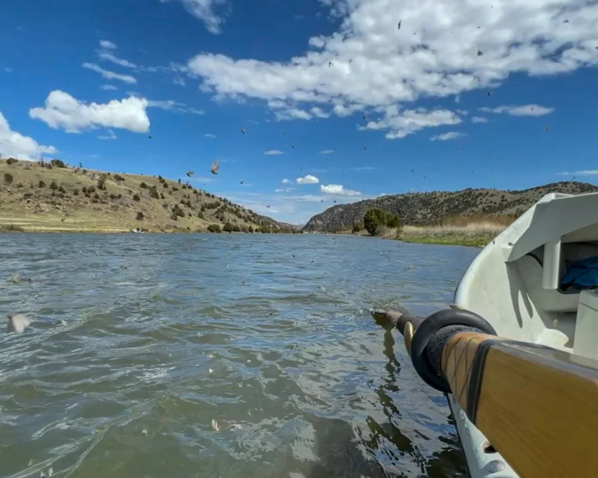 Mothers day caddis on the lower madison river