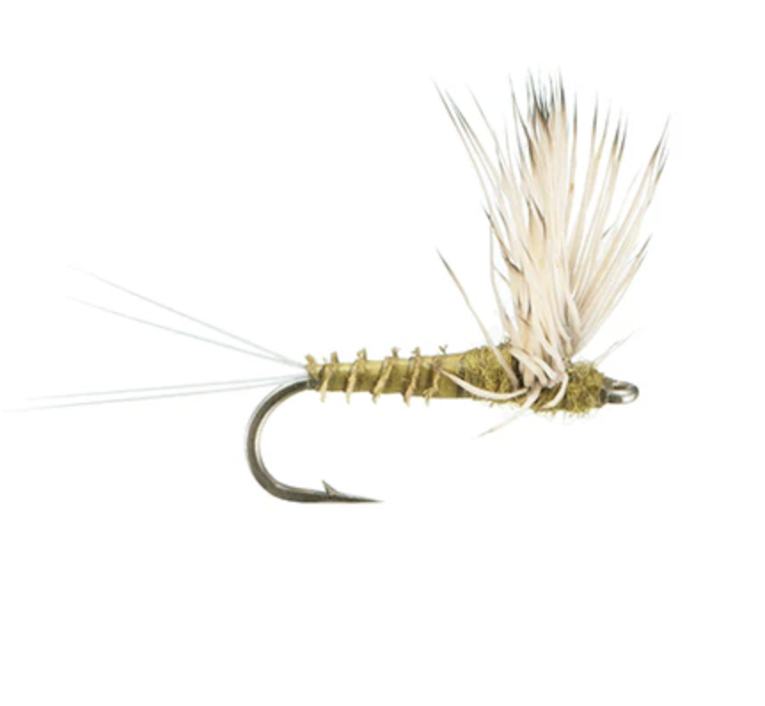 Comparadun BWO 2026-03-10 at 10.45.21 PM.png