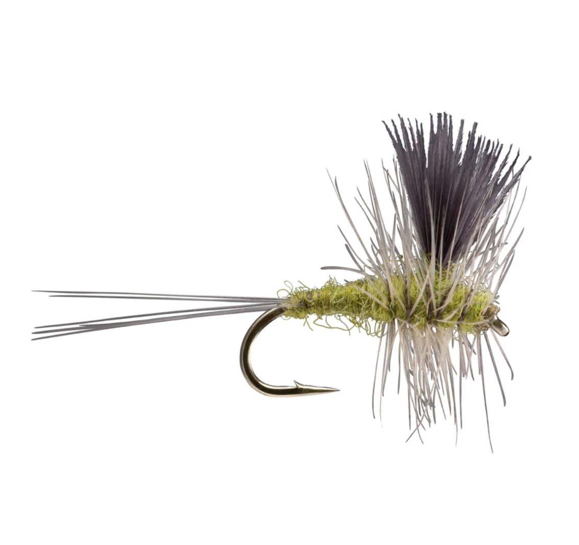 Thorax Beatis2026-03-10 at 9.40.36 PM.png