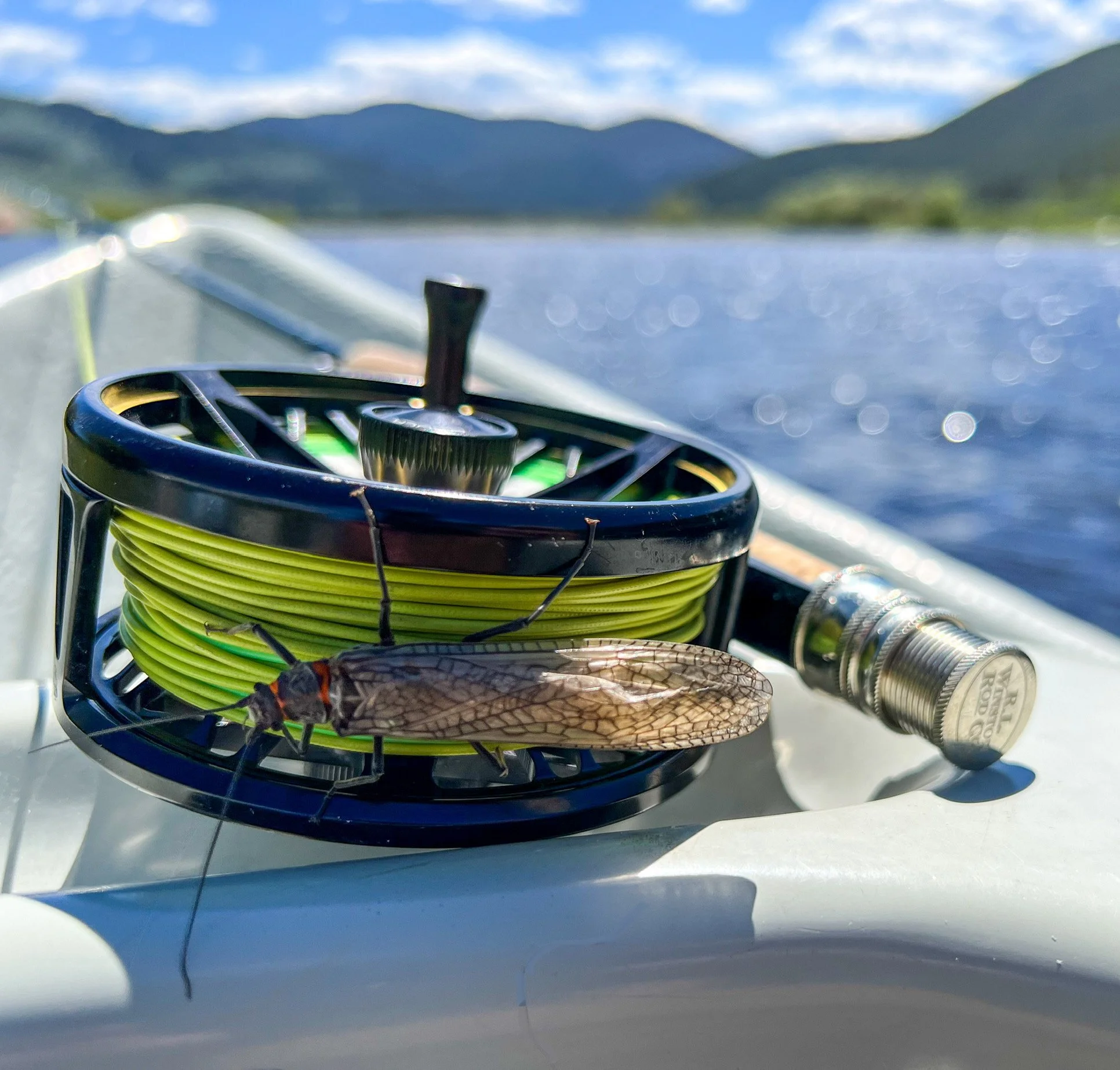 Best Flies for Summer in Montana
