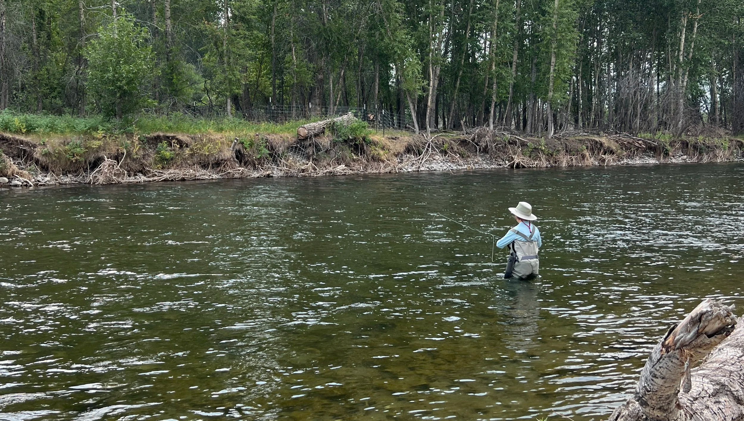 Angler fishing a run on the gallatin river on a guided walk wade fly fishing trip in Bozeman Montana