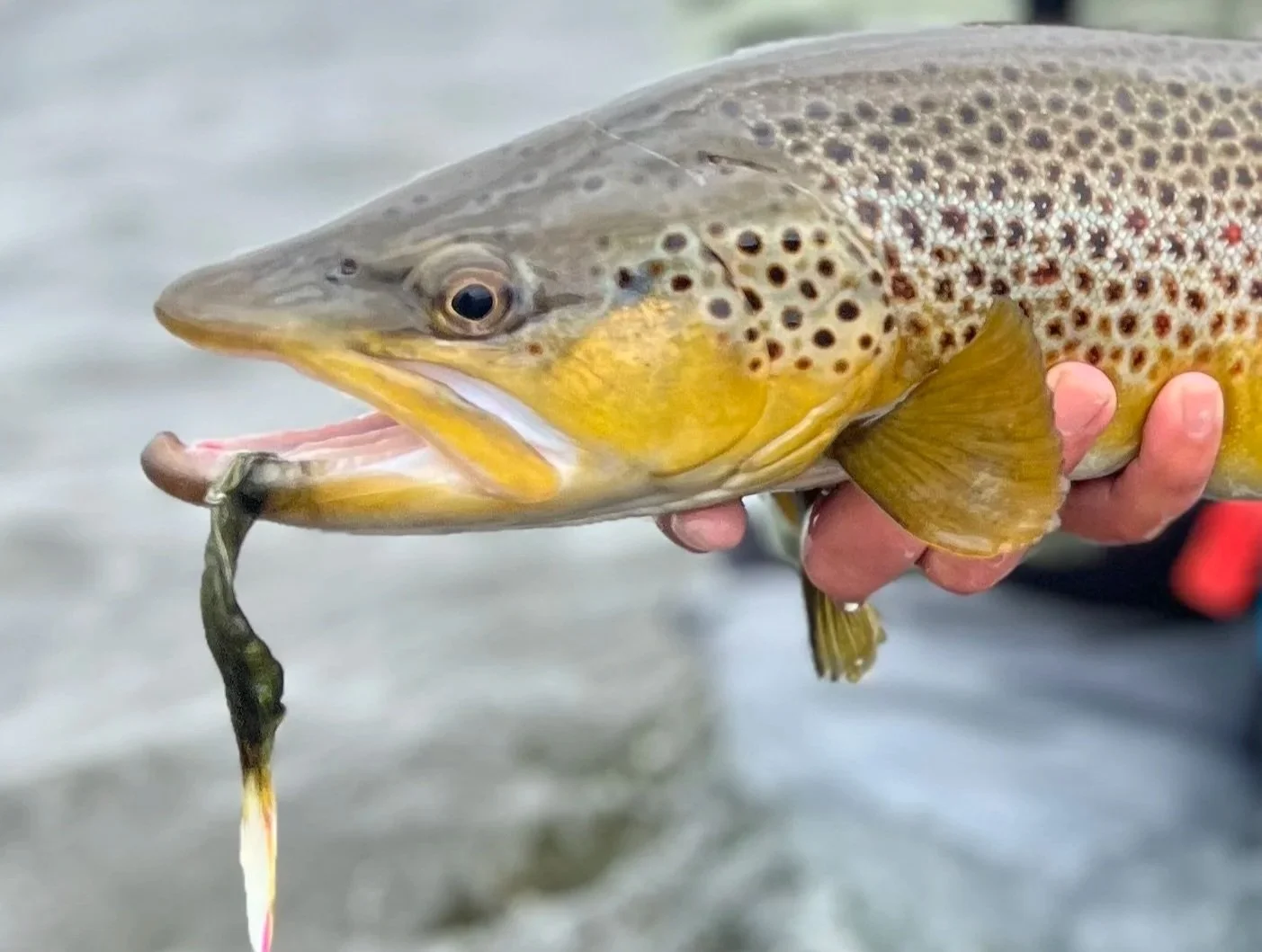 Fall Streamer Fishing in Montana