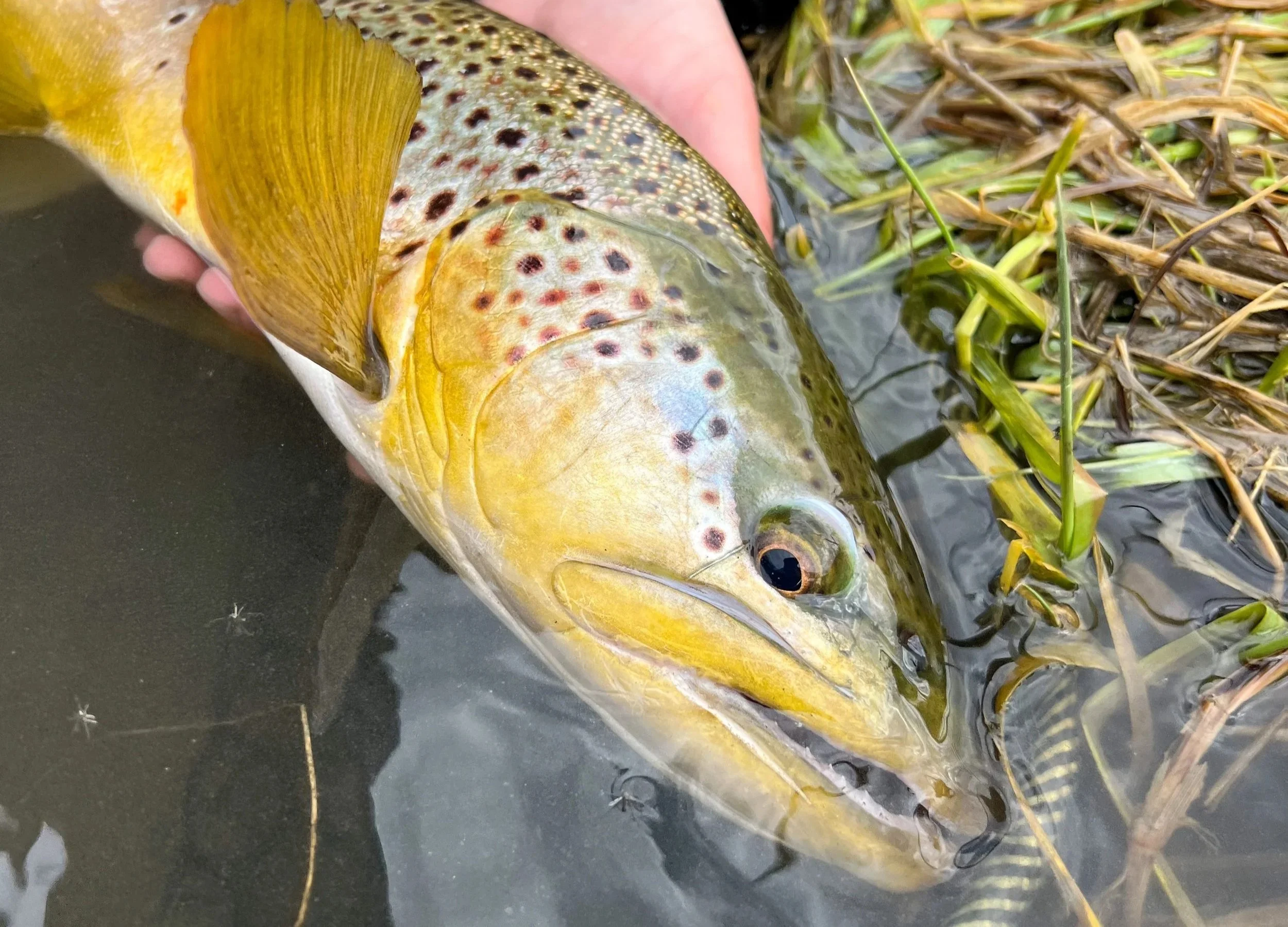close up photo a a big brown trout