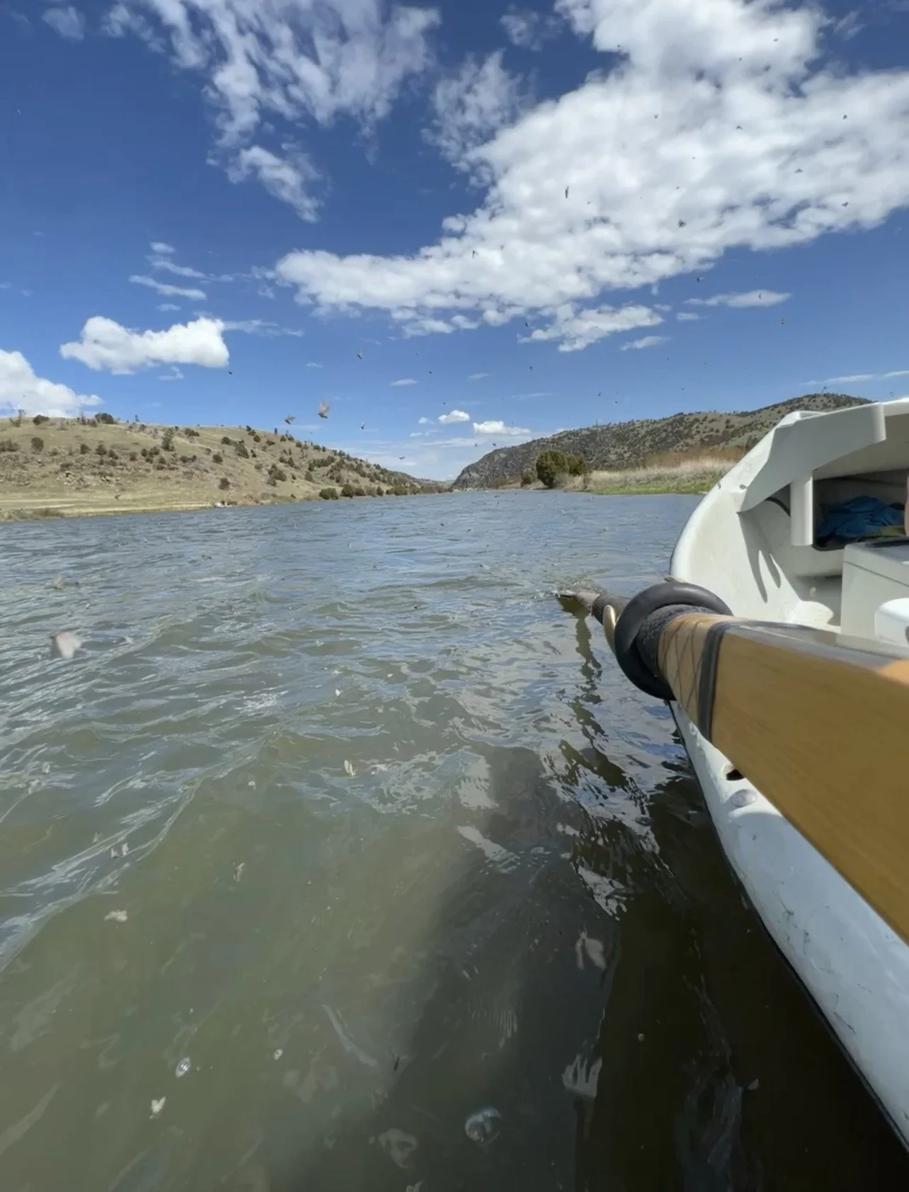 caddis flying around next to a drift boat on the lower madison river during the mothers day caddis hatch