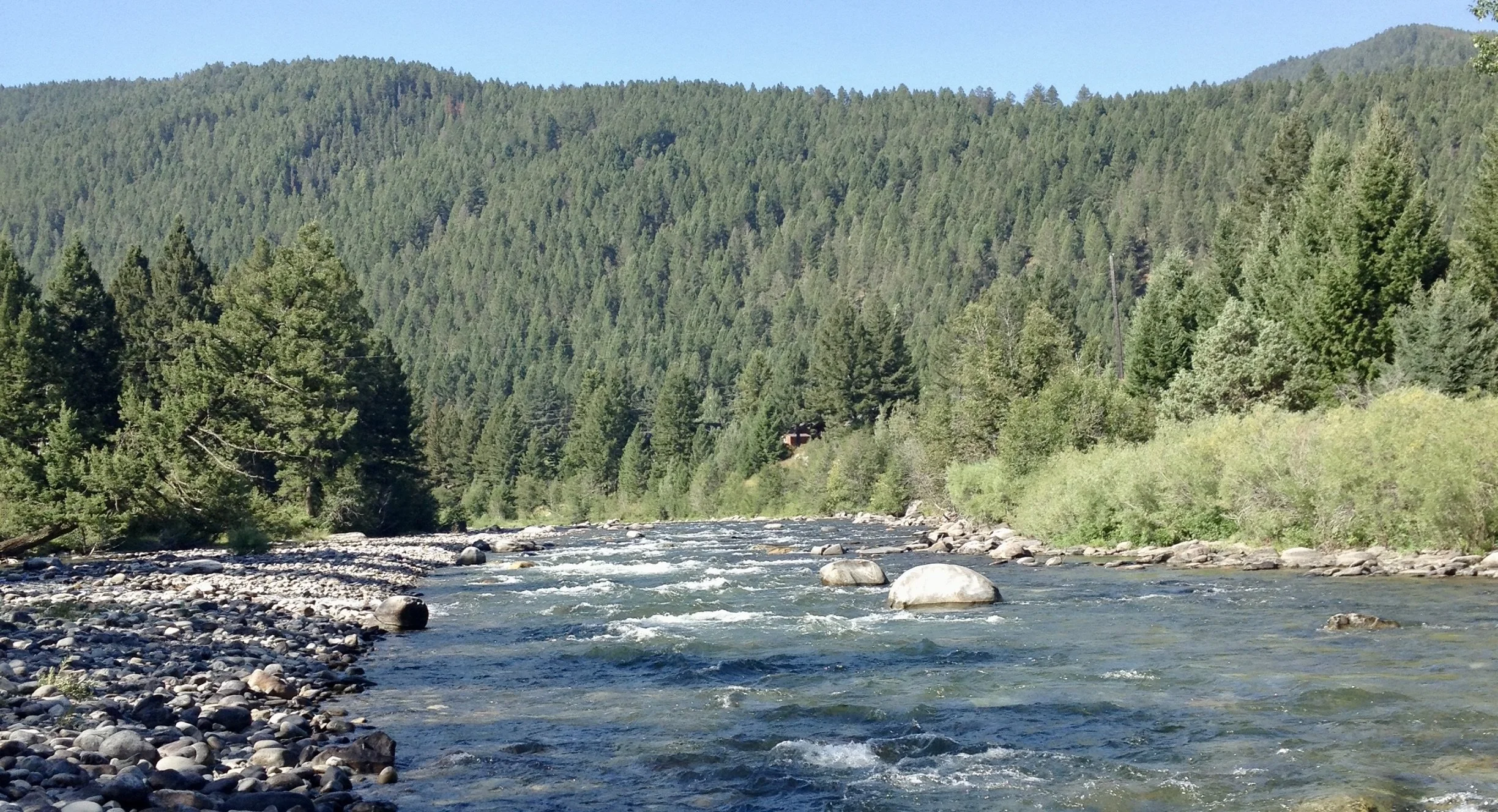 The Gallatin river flowing through a forested area with mountains in the background in big sky canyon