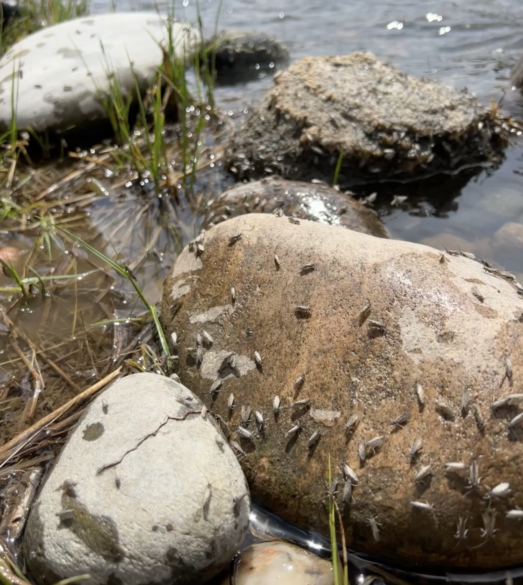 Rock Covered in Mothers Day Caddis on the lower madison