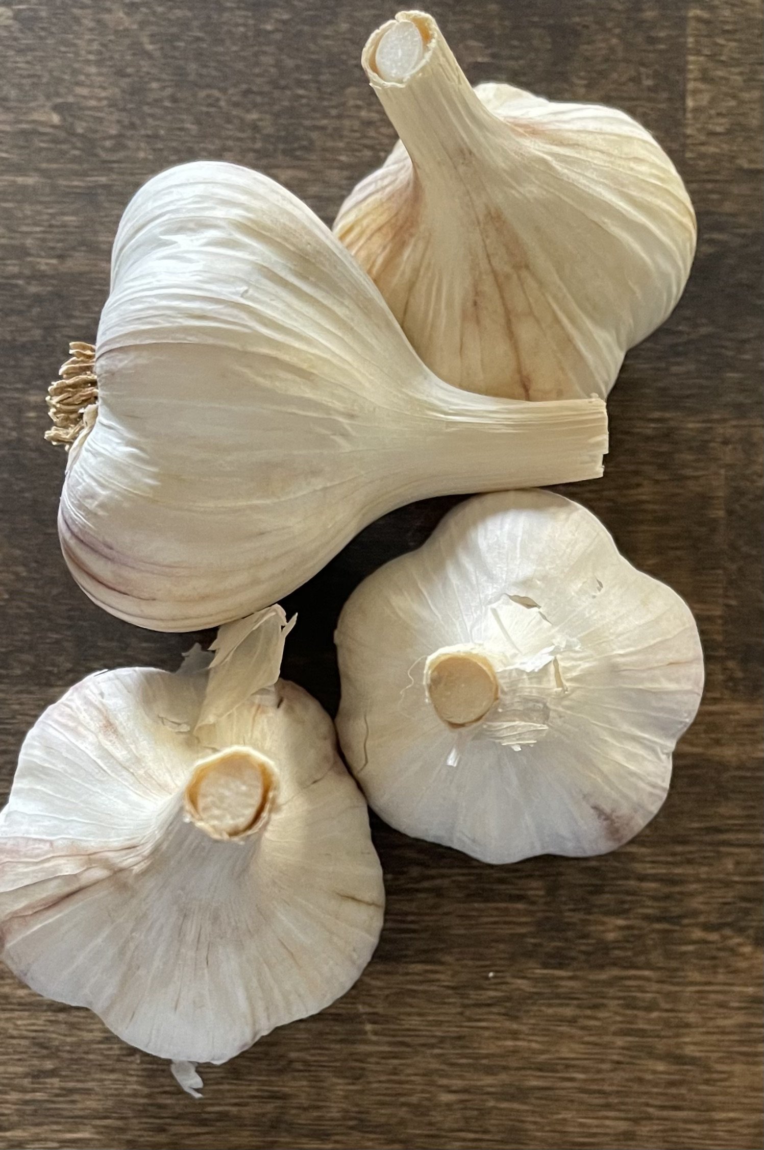 Russian Giant Seed (1 lbs)