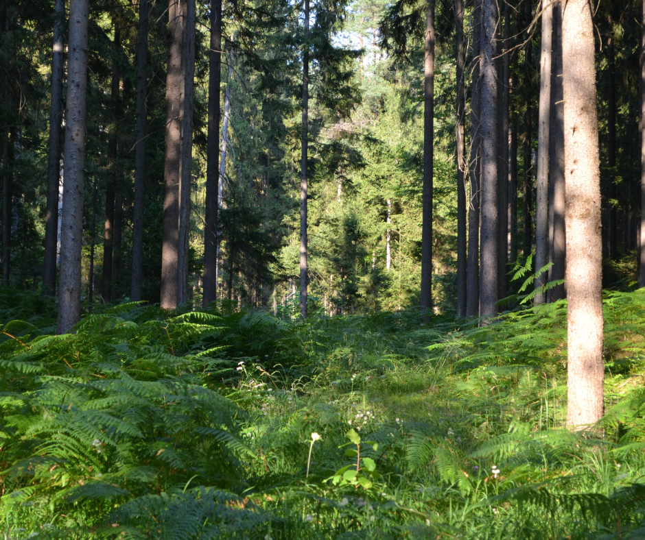 A peaceful forest setting with pine trees surrounded by a lush bed of green ferns.
