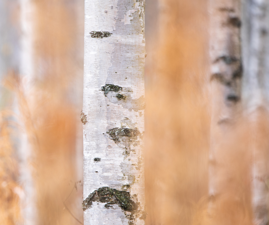 An ethereal birch tree in the forest.