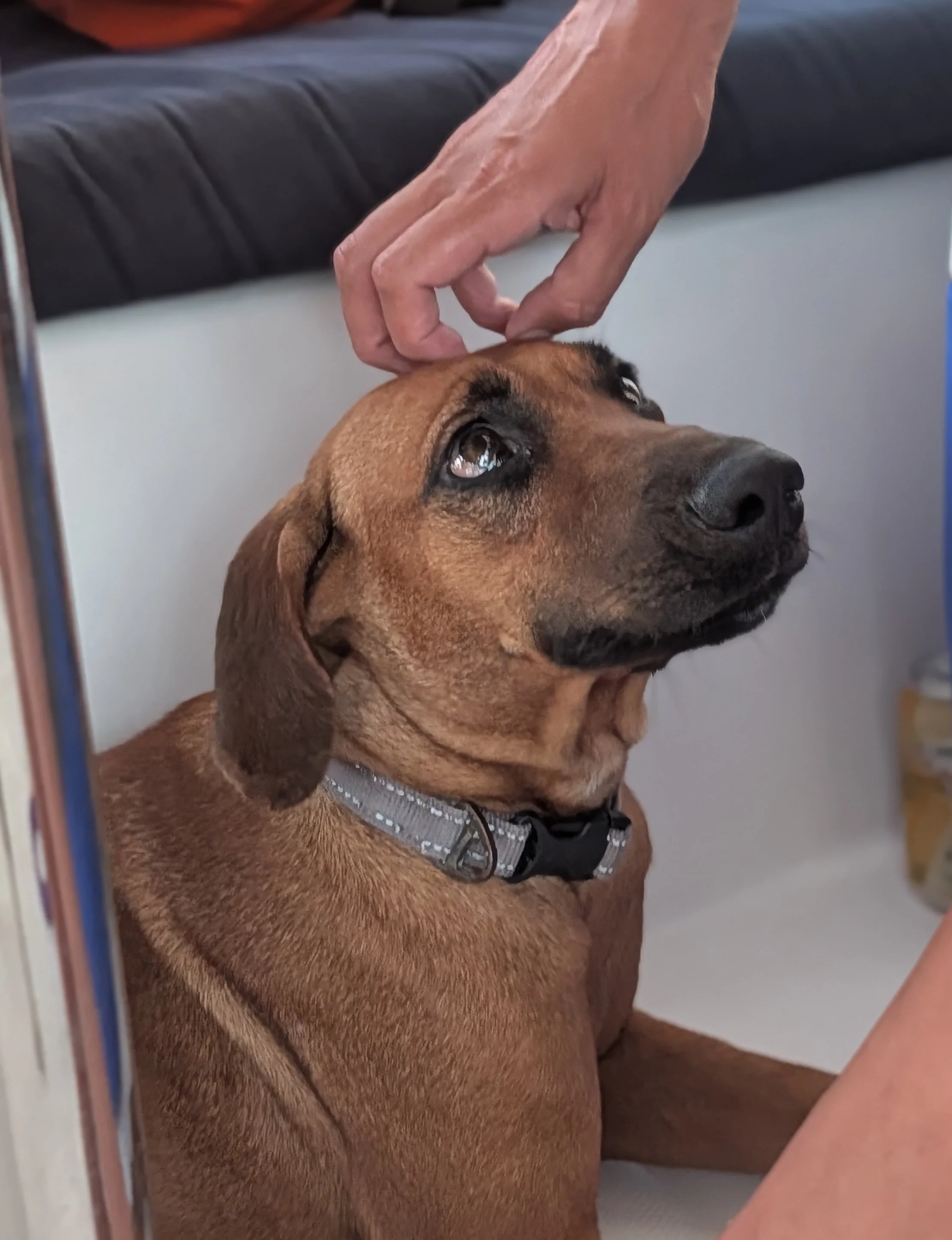 Here is what $200 could do: One dog. One intervention. A lifetime change.