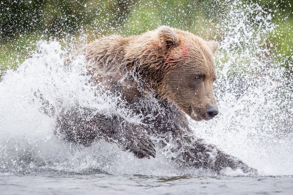 Wild Pursuit
