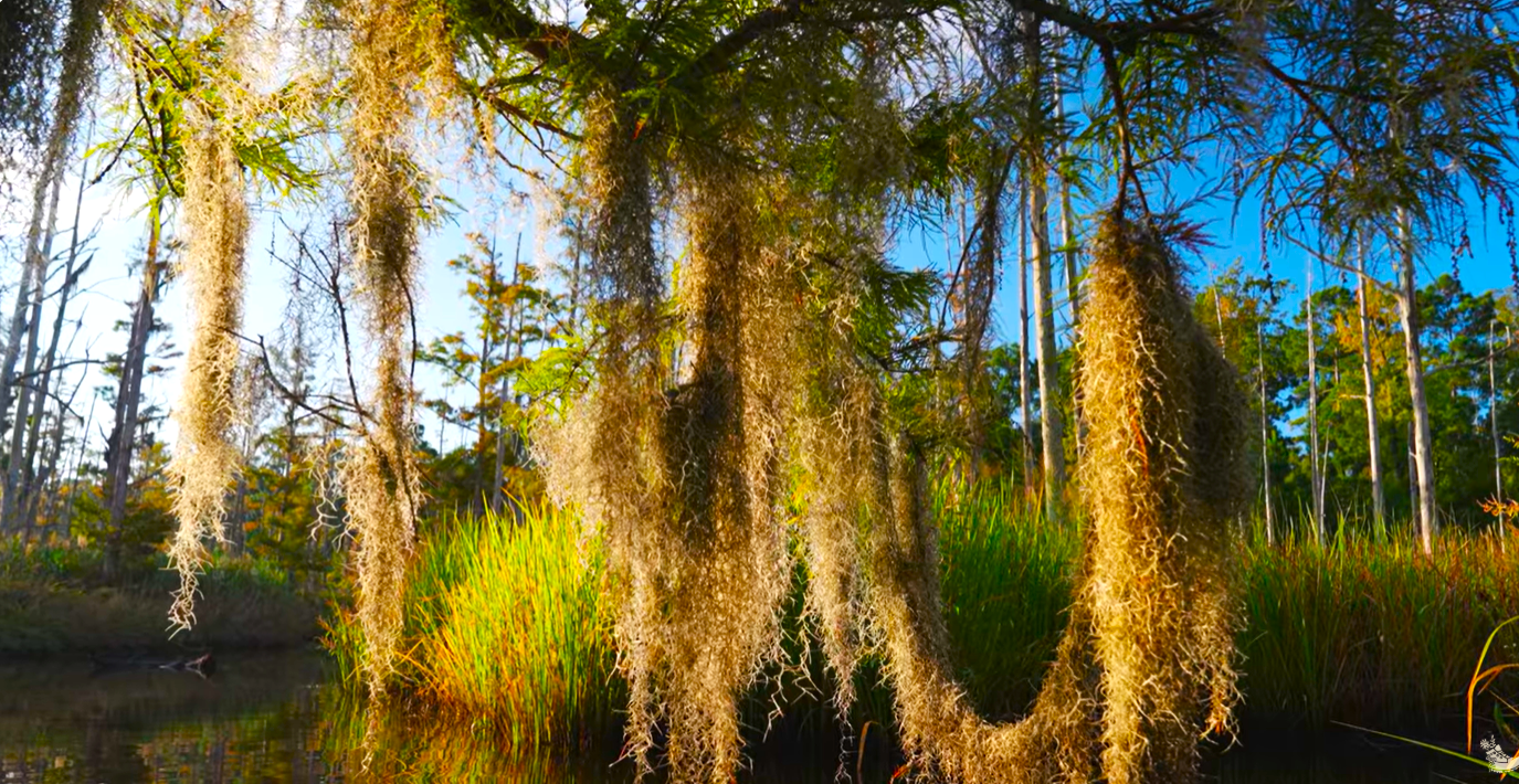 Moss2.png
