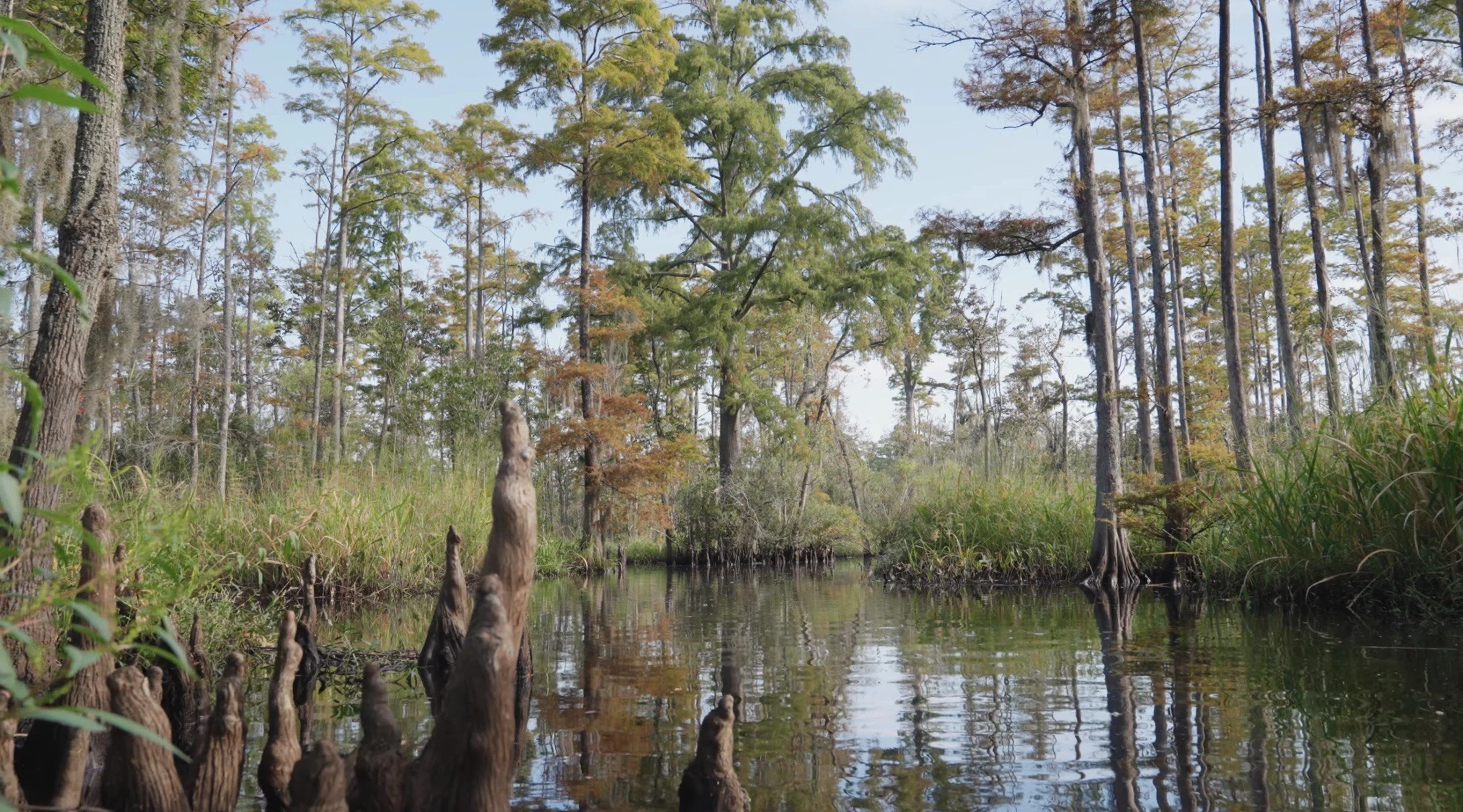 Creek -Cypress knees.jpeg