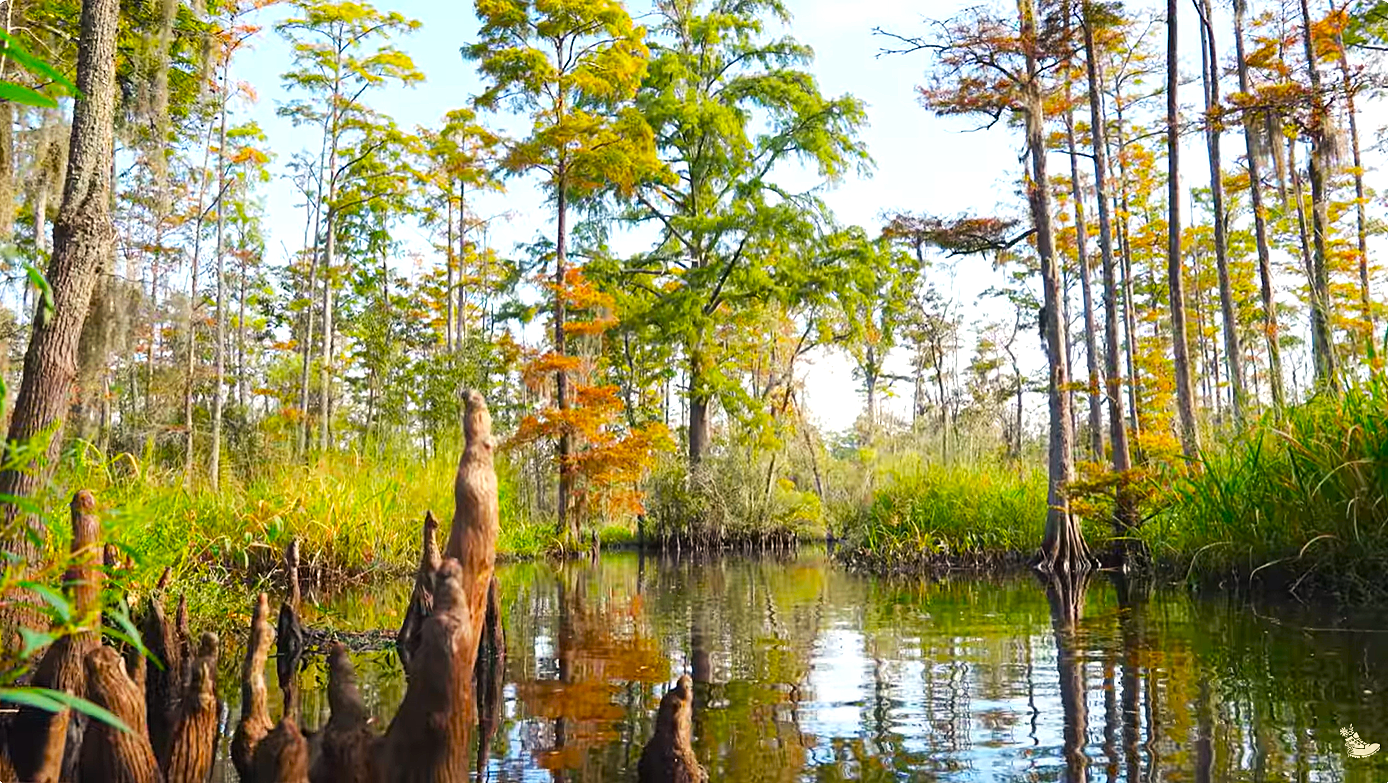 Cypress knees2.png