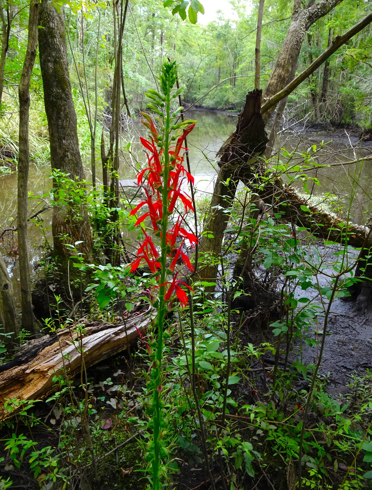 Protecting our last, large expanse of old growth forest