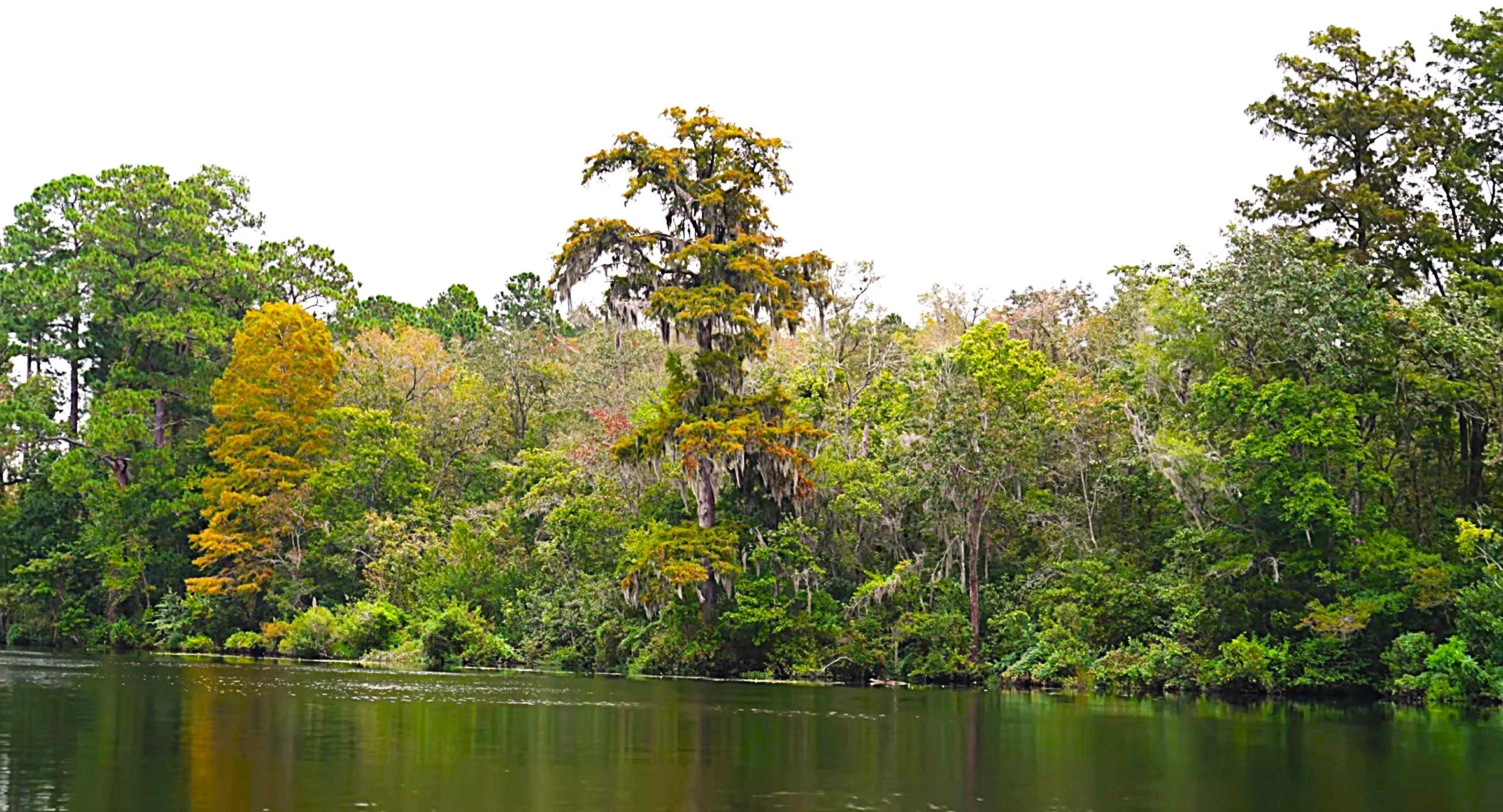 Cypress2.jpeg