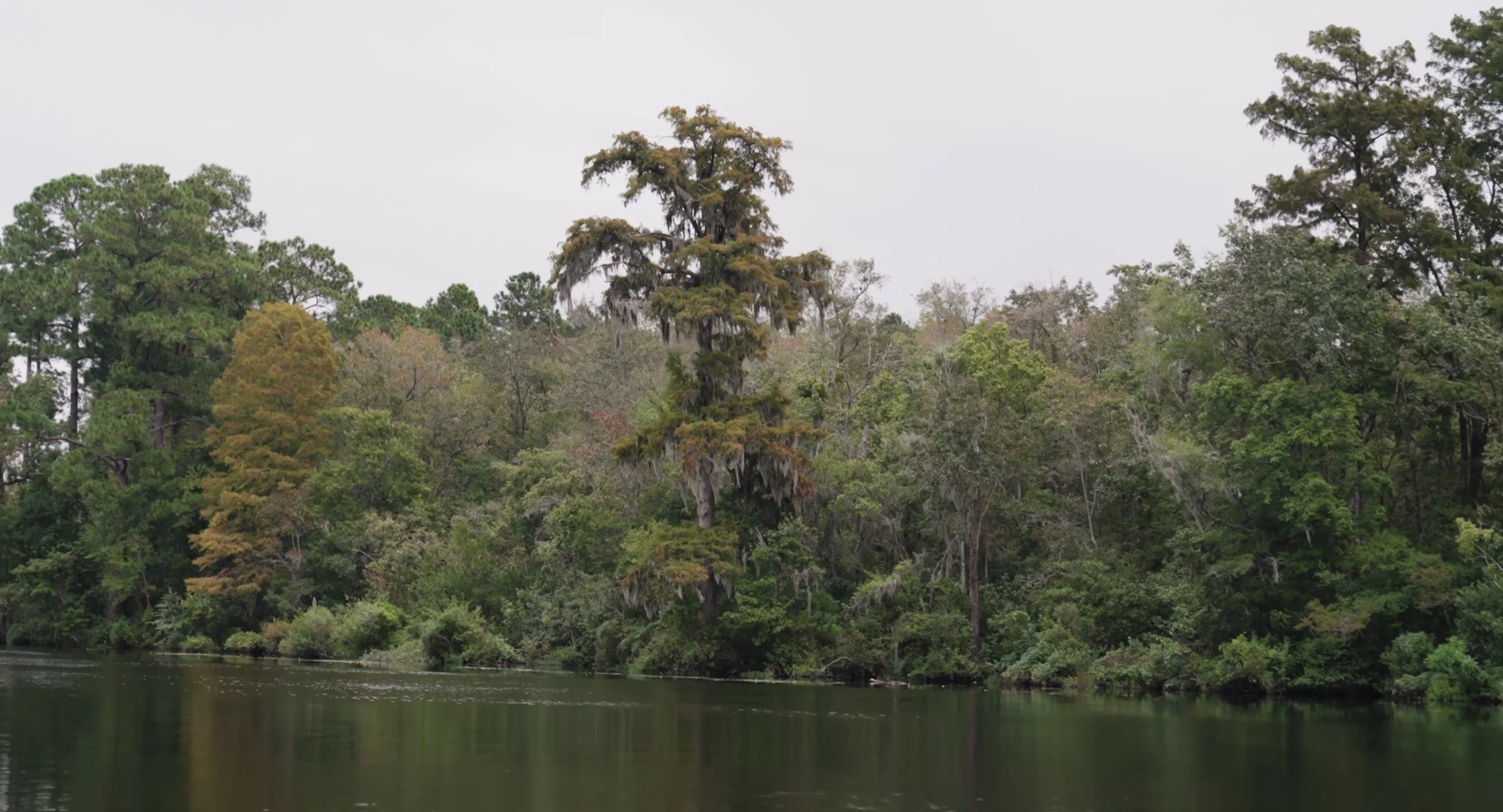 Cypress.jpeg